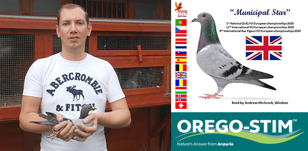 Testimonial: Andrew Hitchcock "Hitchcock Racing Pigeons UK" explains how Orego-Stim Pigeon has benefited his birds throughout the years.